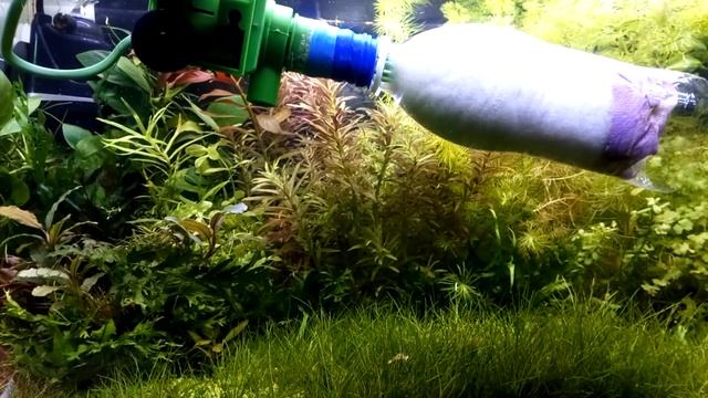 Зацвела вода в аквариуме . 50 литровый аквариум . смотреть онлайн