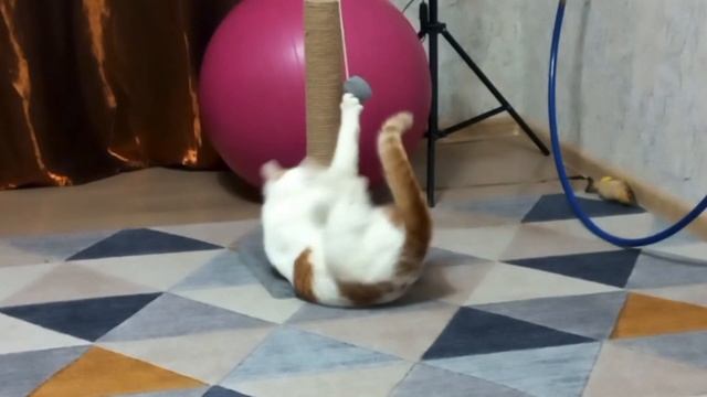 Crazy cat games смотреть онлайн