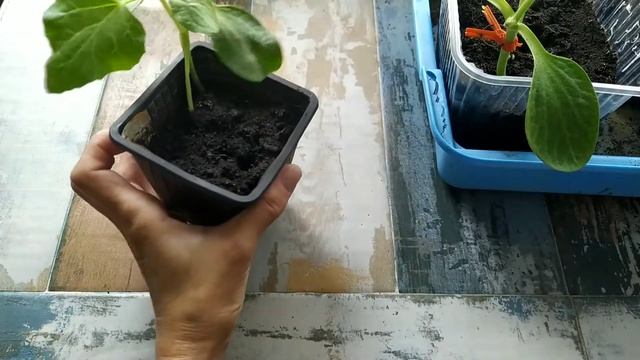 Первая прививка дыни Дакаро и Раймонд на подвой Ферро "язычком" с частичной ОКС. Результат? смотреть онлайн