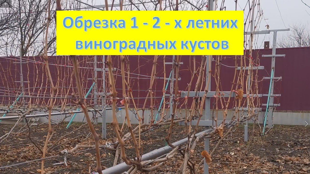 Обрезаю кусты винограда ОДНОЛЕТКИ (посажены осенью 2021) и ДВУХЛЕТКИ (посадка осень 2020) смотреть онлайн