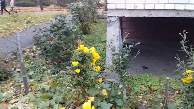 Квітник з декоративної капусти Буде стояти красиво навіть зимою Квіти для саду Ідеї Зразок клумби 7 смотреть онлайн