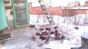 Голуби николаевские красные бабочки