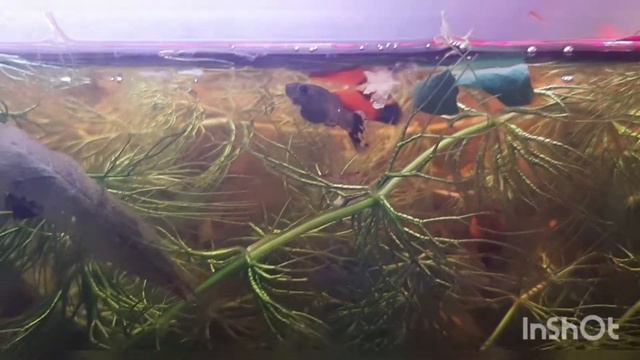 Пецилия редиска, санта Клаус, петух. Мальки растут. смотреть онлайн