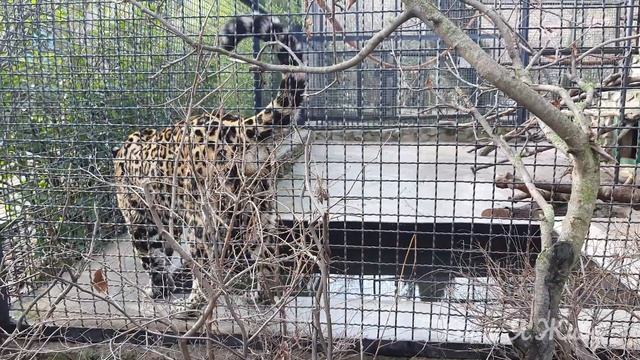 15. Дневник погоды 24.01.21 Ялта. Ялтинский зоопарк 