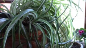 ХЛОРОФИТУМ Бонни перестал виться!  В чём причина?