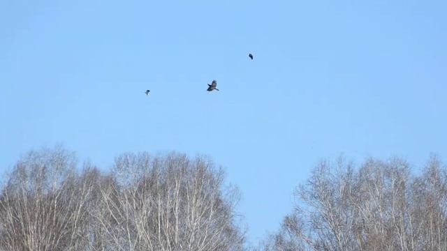 Чибисы гоняют ворона смотреть онлайн