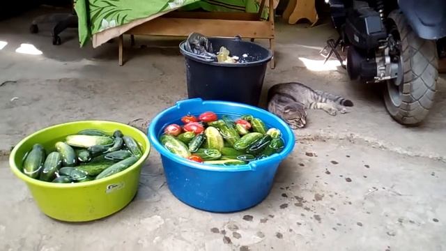 В китае Продают огурцы помидоры смотреть онлайн