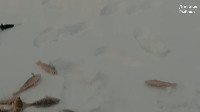 Нарвались на окуня в глухозимье/Чудо сани- палатка и ерши- кабаны. Рыбалка в Сибири смотреть онлайн