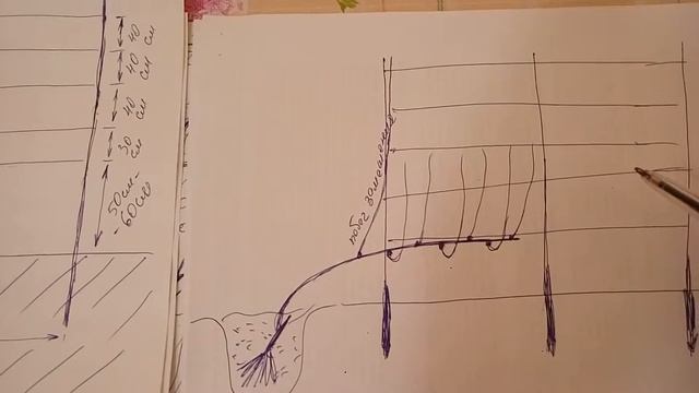 Виноград без проблем. Советы начинающим. Продолжаем формирование виноградного куста. смотреть онлайн