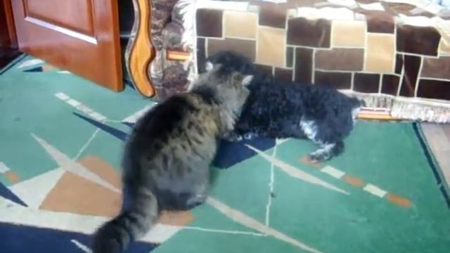 Чарли и его друзья.Игры кошки и собаки