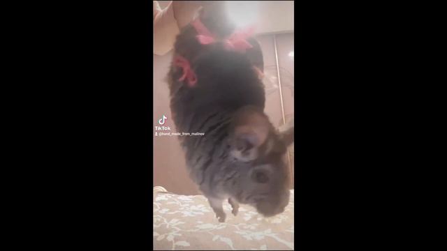 СМЕШНЫЕ ШИНШИЛЛЫ/FUNNY CHINCHILLAS