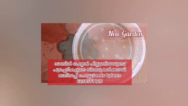 #Seeds germination #Petunia germination смотреть онлайн
