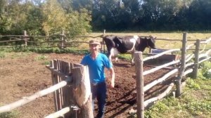 купил высокоудойных коров/ в хозяйстве прибыло