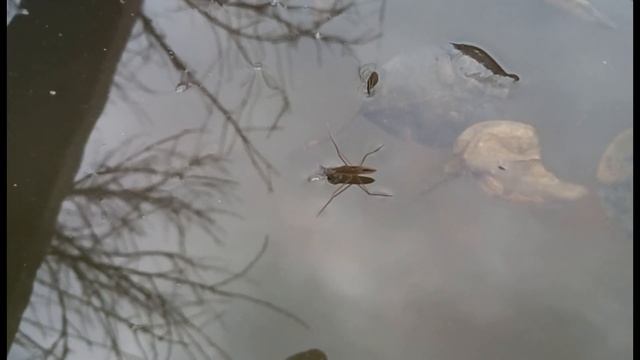 Водомерки передвижение и охота в замедленной съемки смотреть онлайн