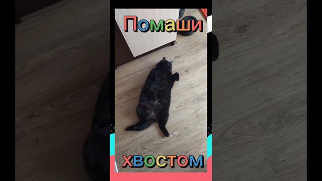 Прикол-Помаши хвостом смотреть онлайн