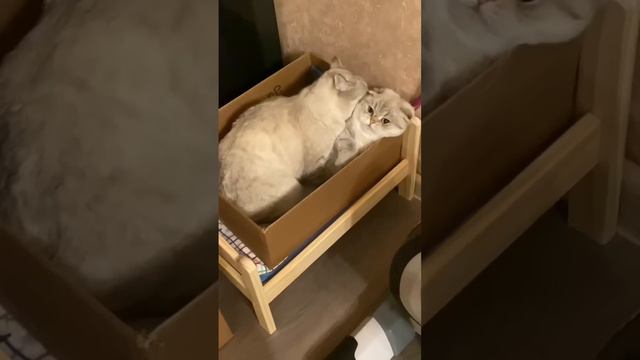 Отбирать дома у Лелика, Миса начала именно с этой коробки и не смогла остановится) смотреть онлайн