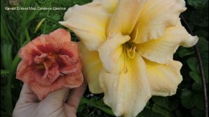 Посадите самые лучшие сорта лилейников