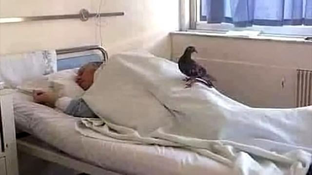 В окно больницы, каждый день стучал голубь, когда люди узнали причину, они испытали шок! смотреть онлайн