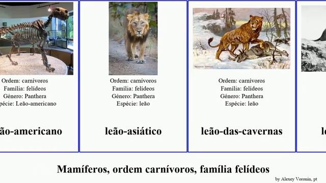 Mamíferos, ordem carnívoros, família felídeos panthera silvestris lynx felis leo puma jubatus sul смотреть онлайн