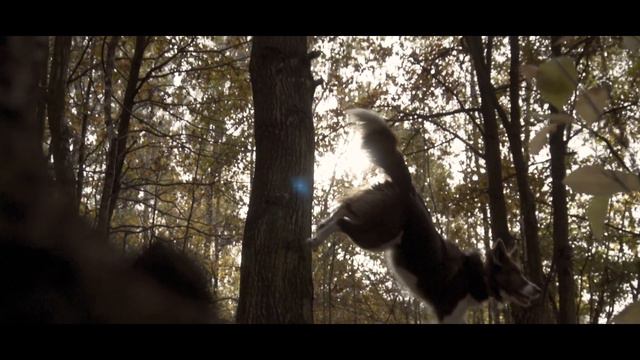 CINEMATIC | Astra | Border Collie смотреть онлайн