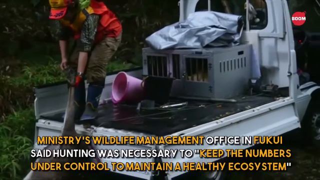 Японские женщины вступают в мир охоты смотреть онлайн