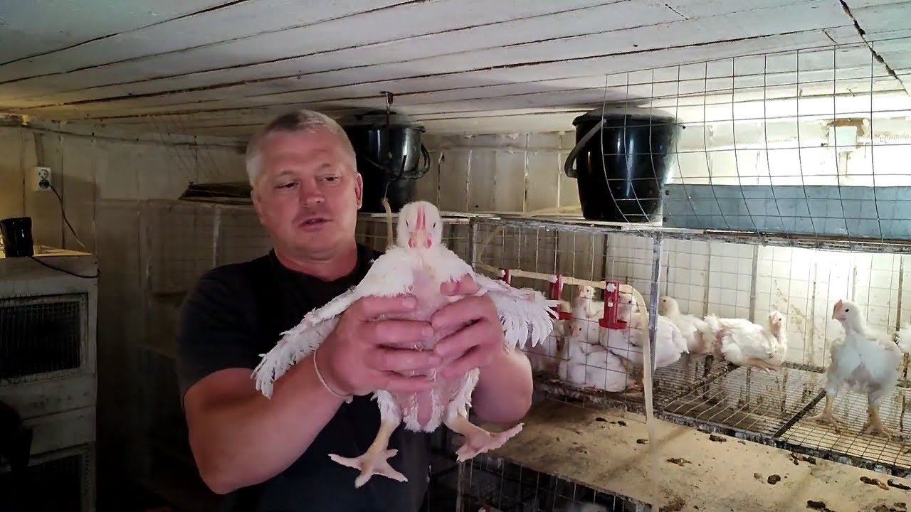 Чем дезинфицировать курятник Какая плотность посадки бройлеров Зачем я вывожу много перепелов смотреть онлайн