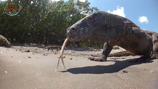 Komodo Dragons with Coralia Liveaboard in Indonesia смотреть онлайн
