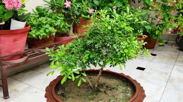 Collection of my 10 under training bonsai plants, best plants for bonsai without wire смотреть онлайн