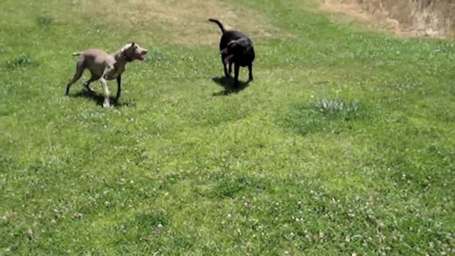Pipa (Labrador) vs Sacha (Weimaraner) смотреть онлайн