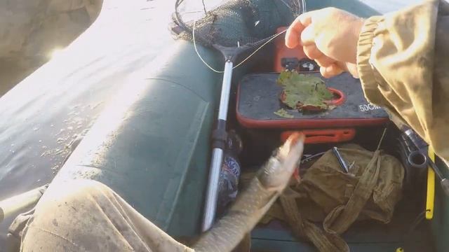 СБРОС ВОДЫ В ВОЛГЕ В 2023 НЕ МЕШАЕТ ЩУКЕ ЖИРОВАТЬ. смотреть онлайн