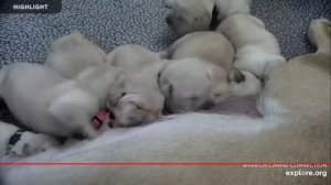 Щенки сосут молоко у Мамы.Какая Милота