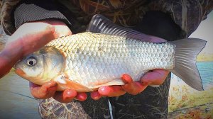 Рыбалка на карася и густеру, а воблы нету. Рыбалка на донку (фидер) и поплавочную удочку.