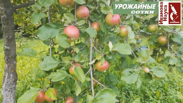 4 летних способа удвоить урожай яблок. Яблоки будут крупные, сладкие, сочные, вкусные. смотреть онлайн