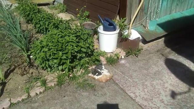 Котята дерутся!!! смотреть онлайн