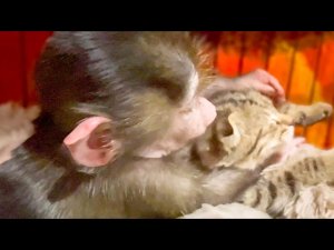 Посмотрите это видео ОБЯЗАТЕЛЬНО! Как нежно Люся ухаживает за КОТЁНКОМ ПИПЕТКОЙ!