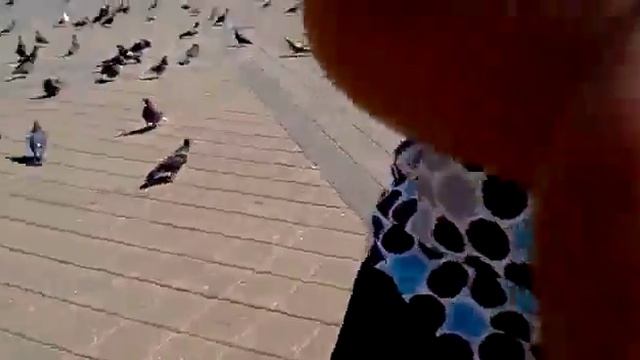 Golubi (YUzhnyj vokzal).360.mp4 смотреть онлайн
