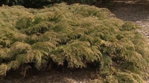 Микробиота  перекрёстнопарная // открытый грунт Ботанического сада СПбГУ