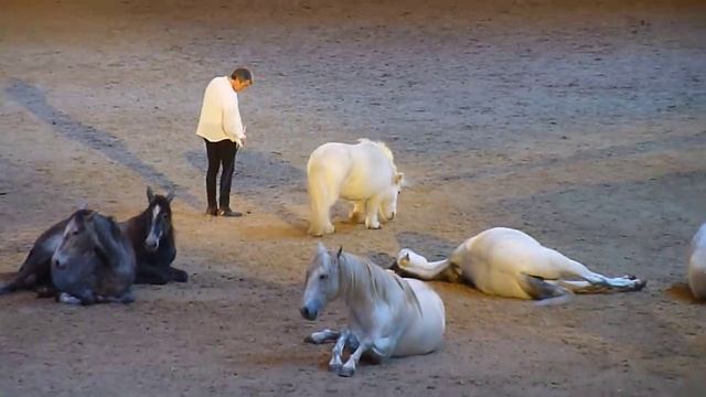 Jean-François Pignon. London International Horse Show 2015 смотреть онлайн