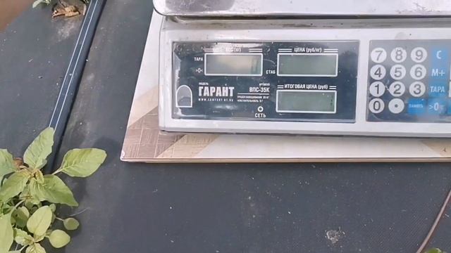 Клубника СПАРЖИ, взвешивание ягоды с первой волны, /полезное тв, и видео для вас/ смотреть онлайн