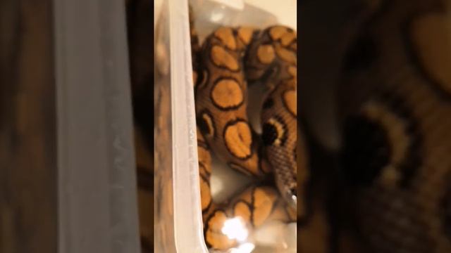Бразильская апельсинка #BrazilianRainbowBoa #Cenchria #Boa #БразильскийРадужныйУдав #Ценхрия #Удав смотреть онлайн