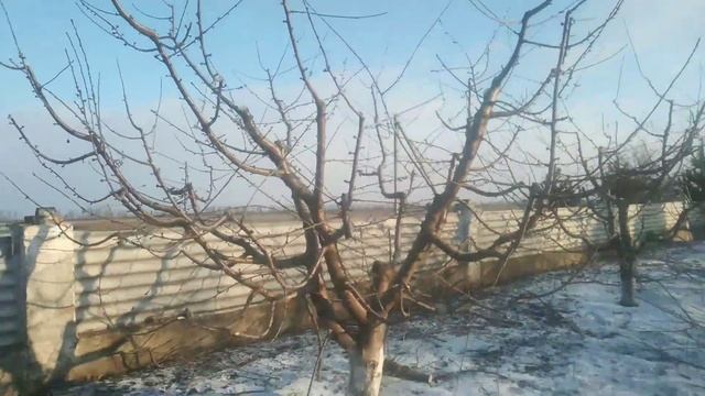 НЕ ПОКУПАЙТЕ этот сорт ЧЕРЕШНИ! (Юг Украины) ЛУЧШИЕ СОРТА черешни! смотреть онлайн