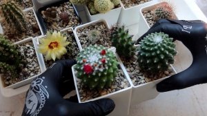 Кактусы из Магнита 2022. Что с ними стало за год и новые растения. Размножение Литопсов.