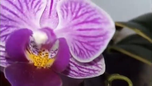 Цветение phalenopsis Dtps Sogo Vivien Доритенопсис Сого Вивьен Фаленопсис смотреть онлайн