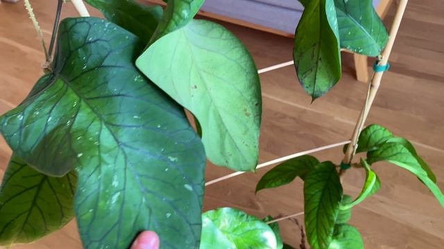 Самая крупная хойя в моей коллекции