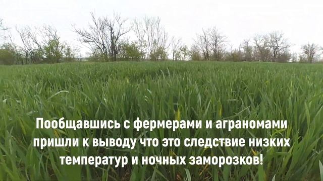 Вручение подарка Победителю розыгрыша! Обзор Пшеницы, Ячменя и Гороха Зимующего!