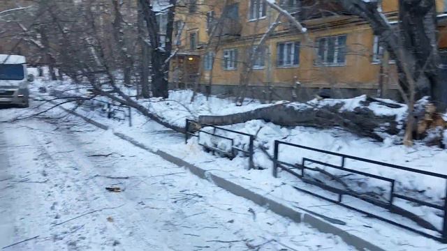 Дерево упало на дорогу во дворе на Проспекте ленина 68а смотреть онлайн
