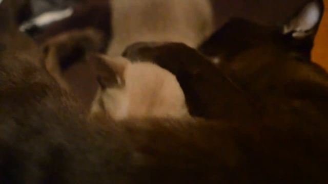 Кошечка Американской Бурмы заботится о котятах смотреть онлайн