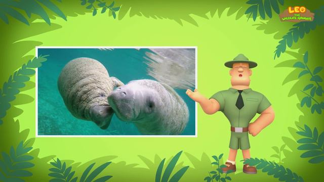Shy Animals (Part 2/2) - Animals Stories for Kids | Educational | Leo the Wildlife Ranger смотреть онлайн