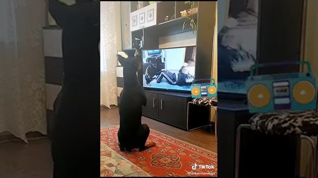 Собака занимается фитнесом смотреть онлайн