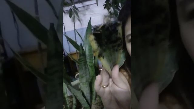 Snake plant Sansevieria care and propagation lucky plant air purifier robusta pano paramihin смотреть онлайн